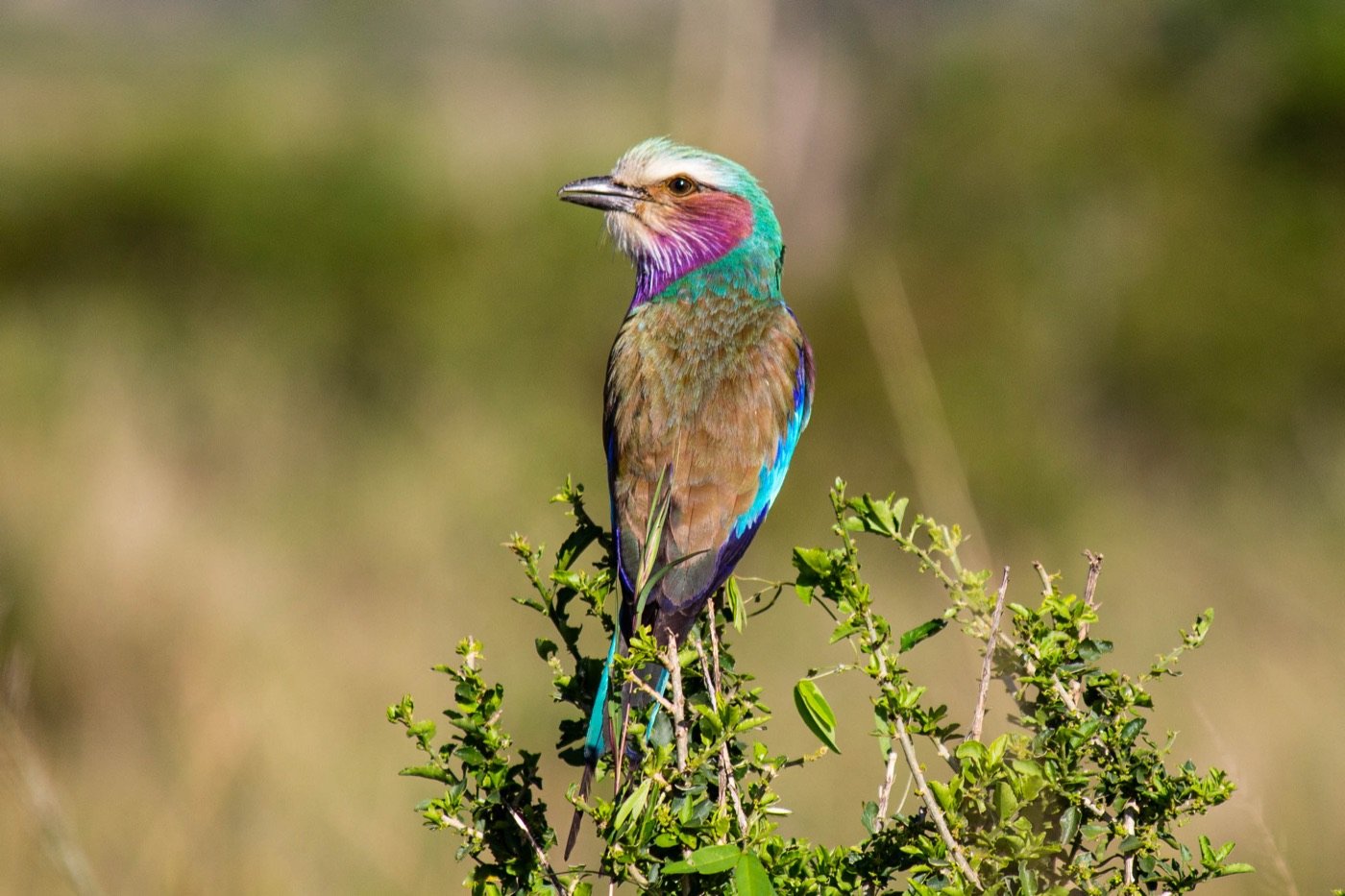 A lilac-breasted roller perched on top of a green shrub